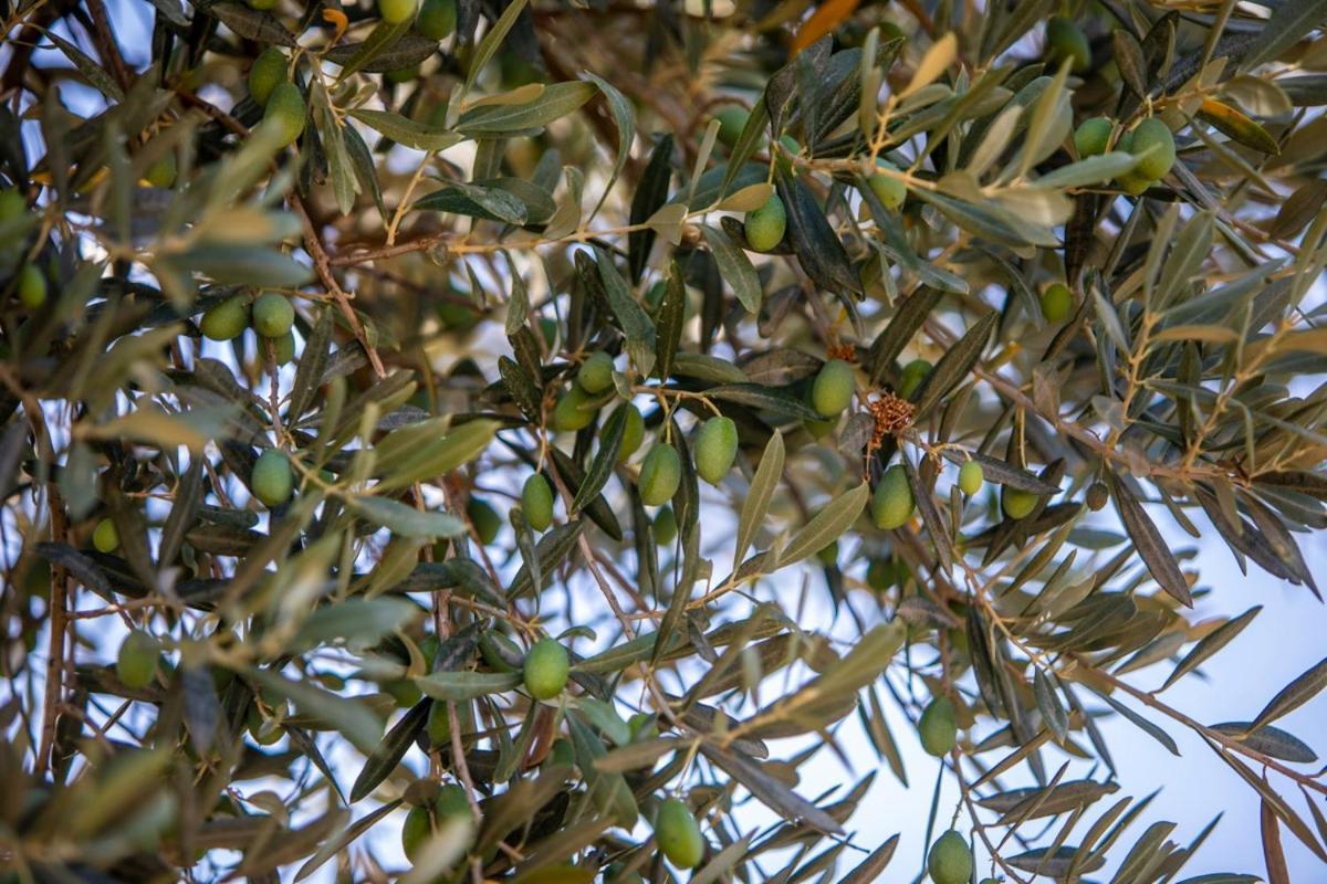 Finca Rural Es Pujol Sóller Exterior foto